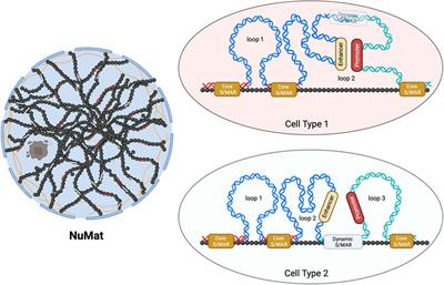 Transposable elements as scaffold/matrix attachment regions: shaping organization and functions in genomes